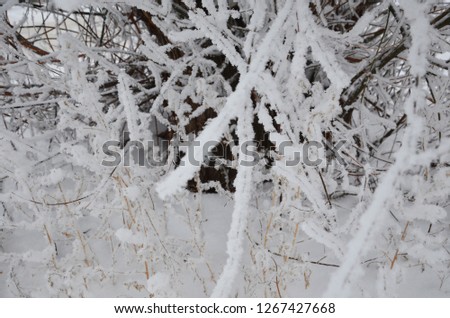 winter, snow on the branches of a tree, winter background.