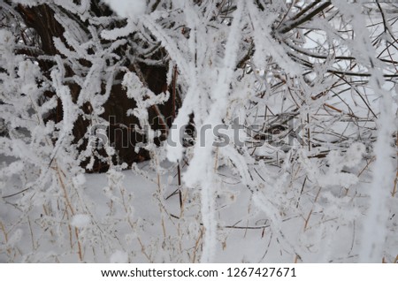 winter, snow on the branches of a tree, winter background.