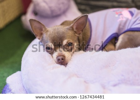 chihuahua chilling on a fluffy dogbed 