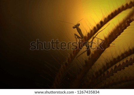 
Little mantis behind the grass