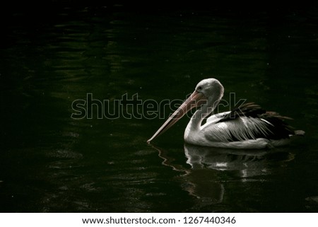 Pelican Swimming In Lake
