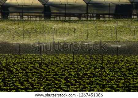 green lettuce and watering