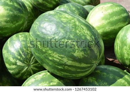 Water-melons on a counter. Sale of a summer crop.