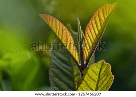 leaves, light and shadow