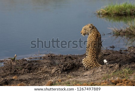 Leopard in the Delta