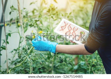 Woman scientist genetic engineer with a tablet testing the plant for the presence of genetic modification. GMO products and organisms Royalty-Free Stock Photo #1267514485