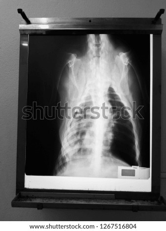 X-ray film of a Golden Retriever dog lung with infection