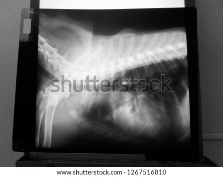 X-ray film of a Golden Retriever dog lung with infection
