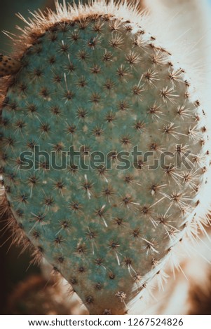 natural poster. green cactus with thorns. closeup