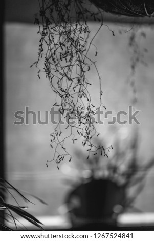 minimal concept. dry flowers closeup. black and white.