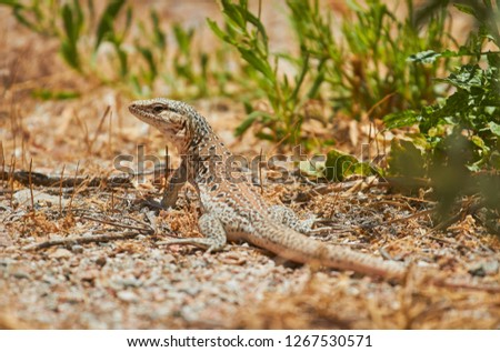 Beautiful Lizard in ground - Desert