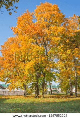Golden autumn in the park. Nature in the vicinity of Pruzhany, Brest region, Belarus.
