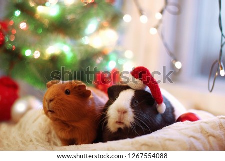 
Two guinea pigs under the Christmas tree in the hat of Santa Claus. Christmas lights. New Year of the pig.