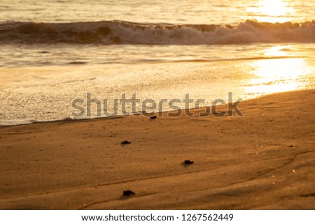 Baby sea turtles being released into the Pacific Ocean