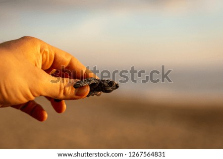 Baby sea turtles being released into the Pacific Ocean