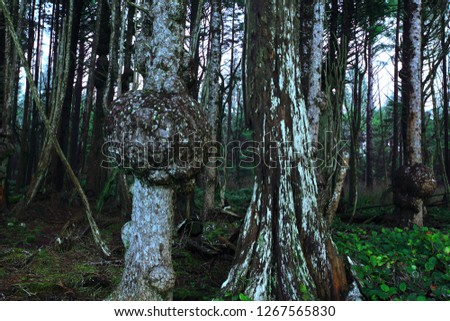 a picture of an exterior Pacific Northwest forest with Alaskan Sitka spruce trees