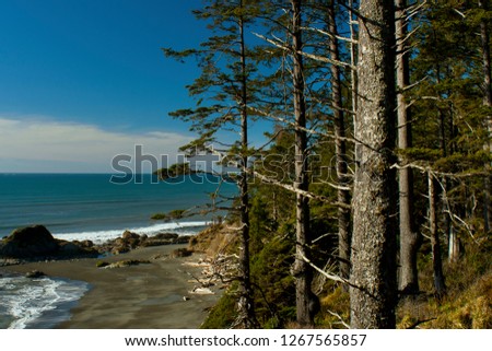 a picture of an exterior Pacific Northwest rainforest with Alaskan Sitka spruce trees