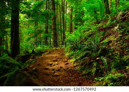 a picture of an exterior Pacific Northwest rainforest hiking trail