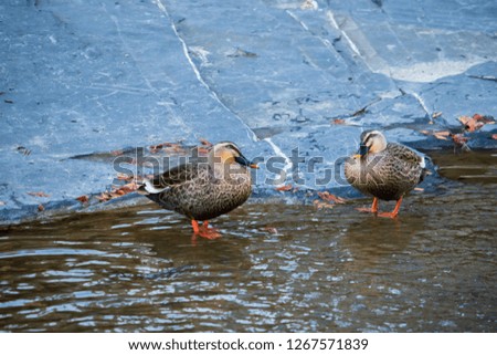 Spot-Billed Ducks spend a peaceful afternoon in the water.