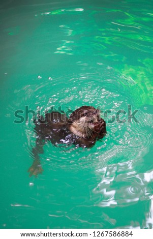 Cute Platypus in a pond.
