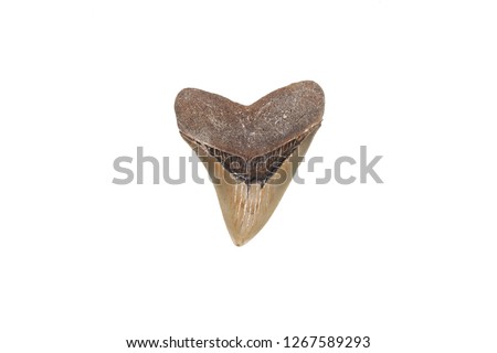 Fossil tooth of prehistoric Megalodon shark isolated on white background                                 