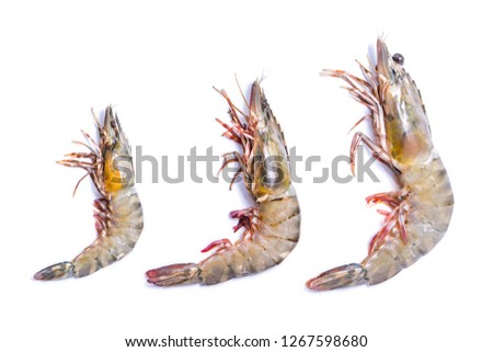 Shrimp prawn tiger small to big size isolated on white background