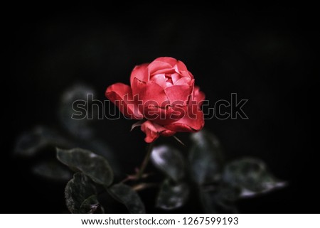 SOLITARY RED ROSE ON BLACK BACKGROUND