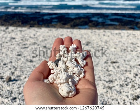 White coral stones in the shape of popcorn in the hand. Famous popcorn beach near Corralejo, Fuerteventura. Royalty-Free Stock Photo #1267620745