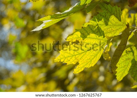  Photo of yellowed leaves on a branch strongly illuminated by sunlight
