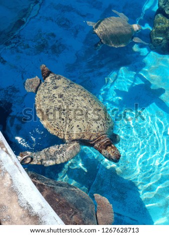 Sea turtles swimming in the surface of aquarium pool
