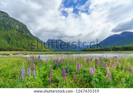 meadow with lupins on a river in a valley between mountains, southland, new zealand
