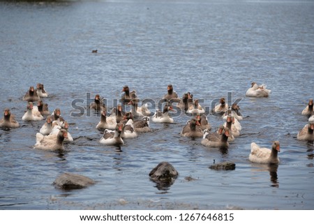 wild ducks in nature