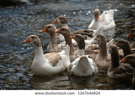wild ducks in nature