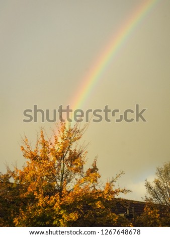 Bright colorful rainbow during a rain shower in autumn with gold colored tree in the foreground