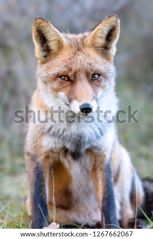 The eyes of the Red Fox. Full size picture