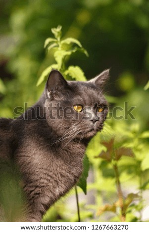 Beautiful grey British Shorthair cat sitting in the grass. Grey cat in summer garden