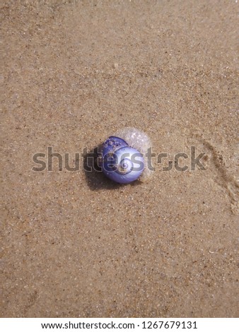 Violet snail with a transparent body Janthina janthina on the sand.