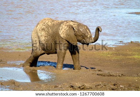 African Elephant (Loxodonta africana) - young,  playing in the mud, Shingwedzi river, Kruger National Park, South Africa.