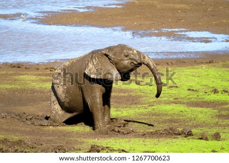 African Elephant (Loxodonta africana) - young,  playing in the mud, Shingwedzi river, Kruger National Park, South Africa.