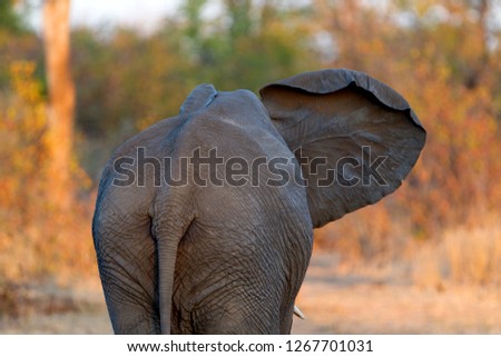 African Elephant (Loxodonta africana) - Young,  Kruger National Park, South Africa.