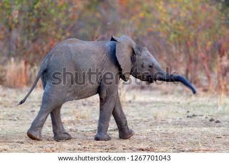African Elephant (Loxodonta africana) - Young,  Kruger National Park, South Africa.