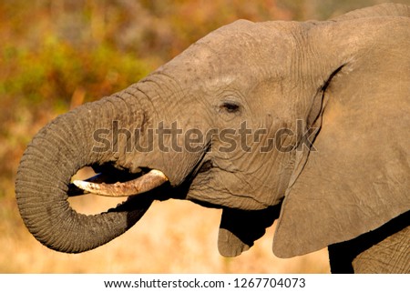 African Elephant (Loxodonta africana), in the waterhole,  Kruger National Park, South Africa.