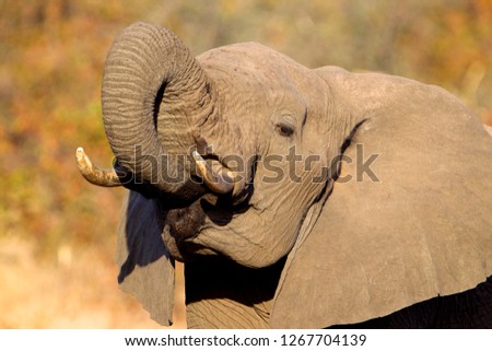 African Elephant (Loxodonta africana), in the waterhole,  Kruger National Park, South Africa.