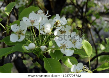 white flowers and green branch
