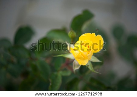 Photo of a isolated yellow rose on a blurred background with leaves blurred on background