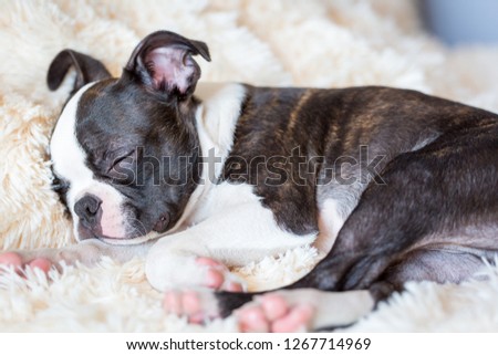 Sleeping Boston Terrier puppy. 