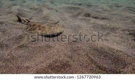 Baby angel shark over the sand in Lanzarote Canary Islands