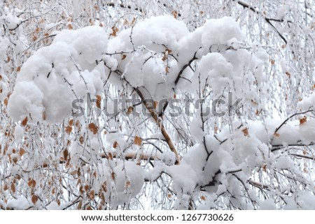 Tree birch branches under snow