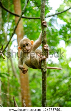 A baby monkey