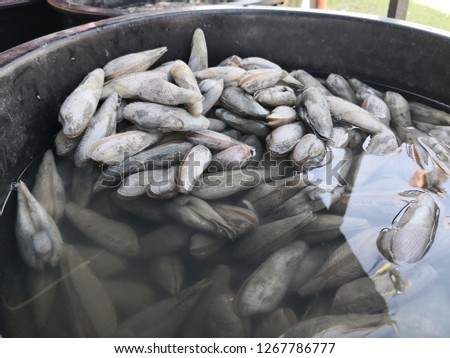 mentarang and kepah for sale, delicious in fresh food catch from the sea